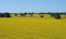 canola
